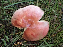 Russula