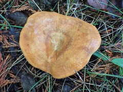 Lactarius