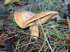 Lactarius