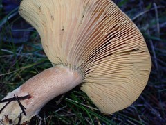 Lactarius