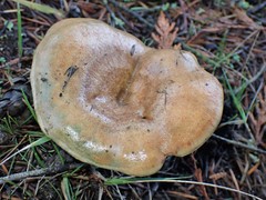 Lactarius