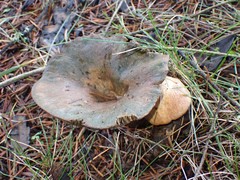 Lactarius