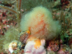 Morchellium argus