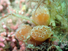 Aplidium turbinatum