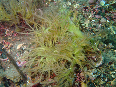 Calliblepharis ciliata