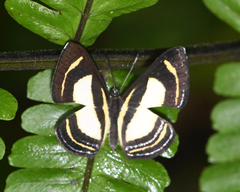 Baeotis elegantula