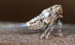 Danepteryx barbarae