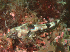 Dragonet photo 4