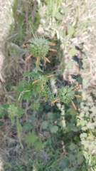 Image of Leonotis nepetifolia