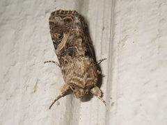 Spodoptera praefica