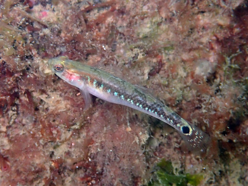 Two-spotted Goby