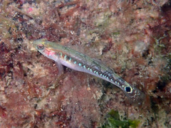 Two-Spotted Goby photo 4