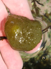 Colpomenia tuberculata