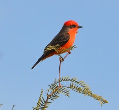 Pyrocephalus rubinus