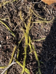 Lycopodiella appressa