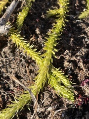Lycopodiella appressa