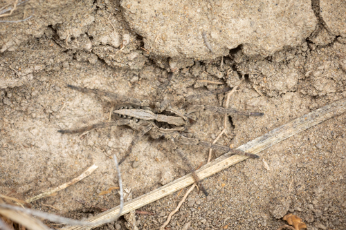 Minnesota Split Wolf Spider