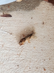 Neoscapteriscus borellii