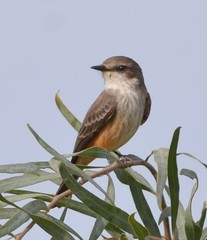 Pyrocephalus rubinus