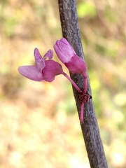 Cercis canadensis