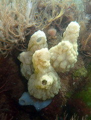 Phallusia mammillata