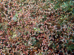 Phymatolithon calcareum