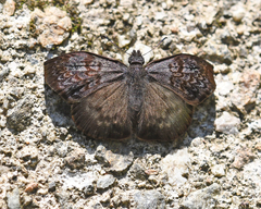 Camptopleura termon