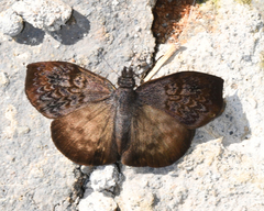 Camptopleura termon