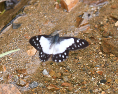 Catasticta sisamnus telasco