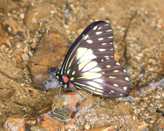 Catasticta sisamnus telasco