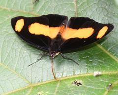 Catonephele salambria
