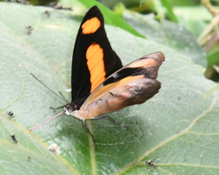 Catonephele salambria