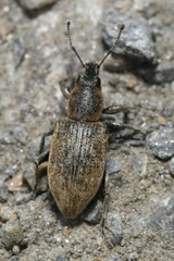 Tanymecus palliatus