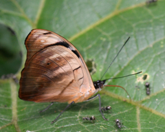 Catonephele salambria