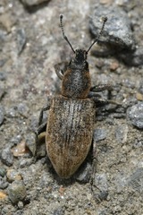 Tanymecus palliatus