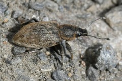 Tanymecus palliatus