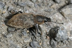 Tanymecus palliatus
