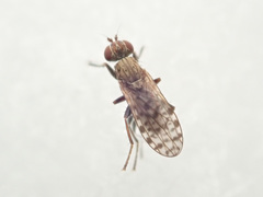 Pherbellia schoenherri