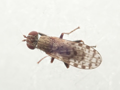 Pherbellia schoenherri