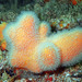 Alcyonium - Photo (c) Sylvain Le Bris, some rights reserved (CC BY-NC), uploaded by Sylvain Le Bris