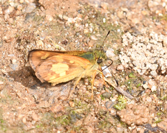 Dalla scylla