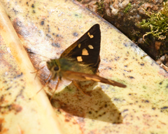 Dalla scylla