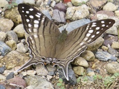 Marpesia merops