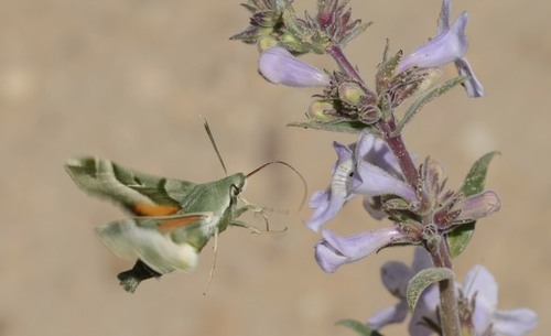 Juanita Sphinx photo 5