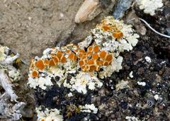 Gyalolechia subbracteata