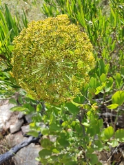 Notobubon galbanum