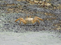 Ocypode cursor