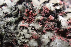 Marchandiomyces corallinus
