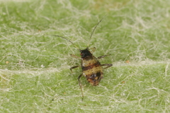 Callipterinella tuberculata