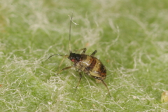 Callipterinella tuberculata